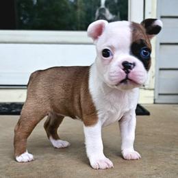 Pluto - Seal and white Boston Terrier puppy in Simpsonville, South Carolina from Simply Boston