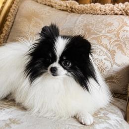 Fifi - Pomeranian