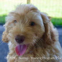 DF9051 - Caramel cream female Australian Labradoodle puppy in Easley, South Carolina from Royal Diamond Labradoodles