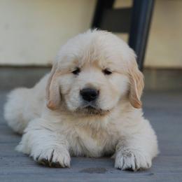 Golden Retriever puppies from Greybull River Goldens