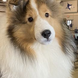 Dixie - Shetland Sheepdog