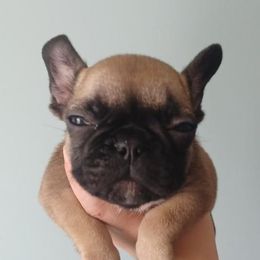 Quincy - Fawn French Bulldog puppy in Kingston, Massachusetts from Fendi Frenchies