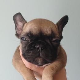 Quincy - Fawn French Bulldog puppy in Kingston, Massachusetts from Fendi Frenchies