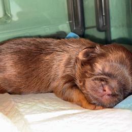 Chocolate Dobie Boy - Chocolate and tan male Shih Tzu puppy in Albany, New York from Precious Shihpoo’s and Luxurious Shih Tzu’s