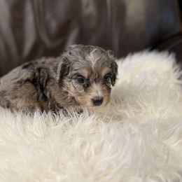 June - Blue merle female Aussiedoodle puppy in Charleston, Arkansas from Lazy S Aussies