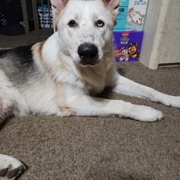 German Shepherd All Grown Up from Vom Haus Myers German Shepherds