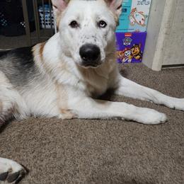 German Shepherd All Grown Up from Vom Haus Myers German Shepherds