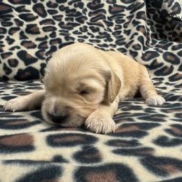 Golden Retriever Puppies from R & K Golden Acres LLC