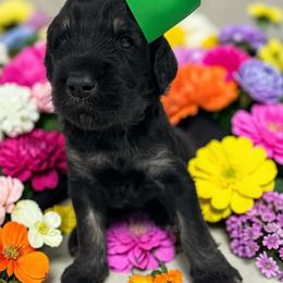 Cher - Phantom female Goldendoodle puppy in Prosperity, Pennsylvania from Stelladoodles & Company