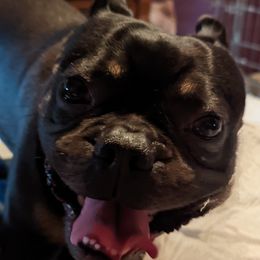Harrison - French Bulldog