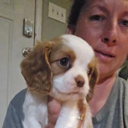 Chocolate Blenheim - Chocolate male Cavalier King Charles Spaniel puppy in Wimberley, Texas from Amazing AKC Puppies