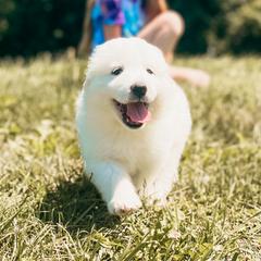 Girl 1 - Great Pyrenees puppy in New Palestine, Indiana from Hitchcock Homestead