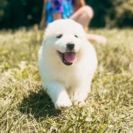 Girl 1 - Great Pyrenees puppy in New Palestine, Indiana from Hitchcock Homestead