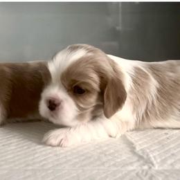 Blue Boy - Blenheim male Cavalier King Charles Spaniel puppy in Mt. Ulla, North Carolina from Divine Cavaliers