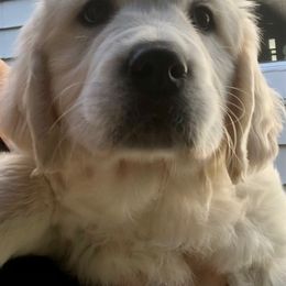 Golden Retriever Puppies from West Coast Cream Goldens