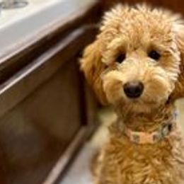 Bernedoodles and Goldendoodles from Dream Doodle Puppies
