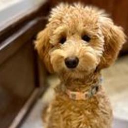 Bernedoodles and Goldendoodles from Dream Doodle Puppies