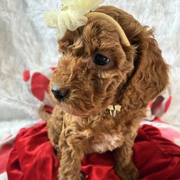 Ice - Red and white female Cockapoo puppy in Adrian, Oregon from ApplebyFarm