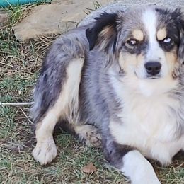 Miniature Australian Shepherds and Toy Australian Shepherds from Wild West Mini and Toy Aussies