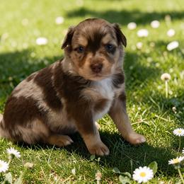 Clover - male Toy Australian Shepherd puppy in Delta, Colorado from SATA Kennels
