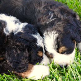Bernedoodle and Goldendoodle Puppies from Dawg'on Doodles
