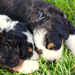 Bernedoodle and Goldendoodle Puppies from Dawg'on Doodles