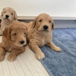 Goldendoodle Puppies from MidCoast Doodles (formerly Marriottsville Ridge Farm)