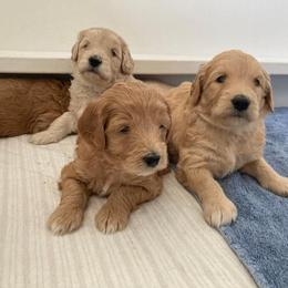 Goldendoodle Puppies from MidCoast Doodles (formerly Marriottsville Ridge Farm)