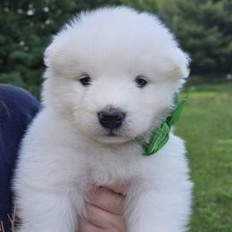 Green boy - White male Samoyed puppy in Elwell, Michigan from Limelight Samoyeds