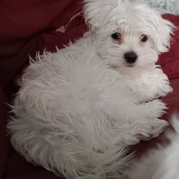 Maltese Puppies from SugarBellsMaltese