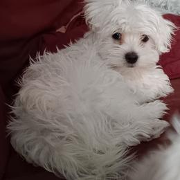 Maltese Puppies from SugarBellsMaltese