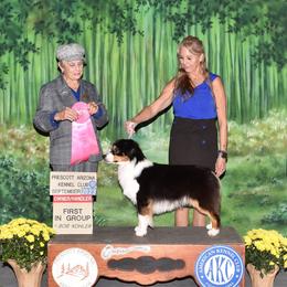 Timmy - Miniature American Shepherd