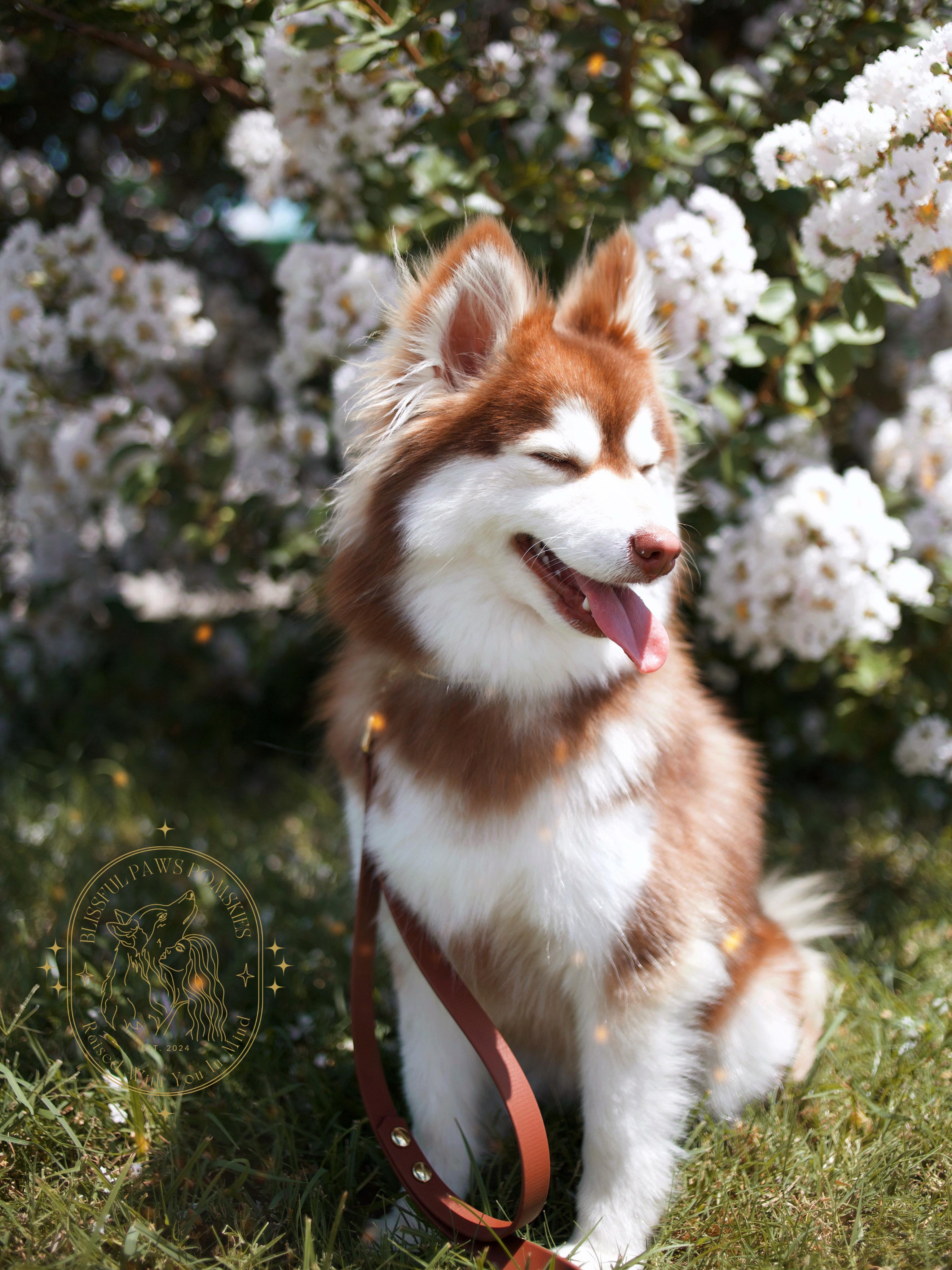 Mochi