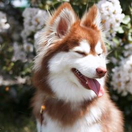 Mochi - Pomsky