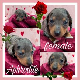 Aphrodite - Dapple female Dachshund puppy in Deckerville, Michigan from Goldie Girls Ranch Dachshunds