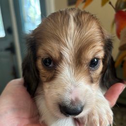 Victor - Piebald male Dachshund puppy in Argos, Indiana from TKO Doxies