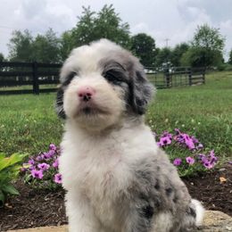 Goldendoodle and Sheepadoodle Puppies from IE Family Doodles