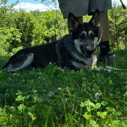 Moon - Blue female German Shepherd puppy in Chambers, Arizona from Devil-Dog Shepherds