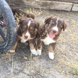 Australian Shepherd Puppies from Hammer Aussies