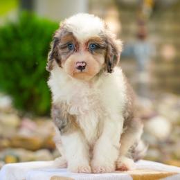 Shaw - Blue merle male Bernedoodle puppy in Dundee, Ohio from Down Home Doodle