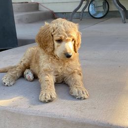 DRAX - Apricot Poodle puppy in Thornton, Colorado from Shandy Poodle