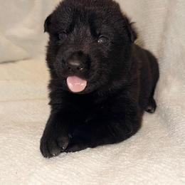 Truffles - Sable female German Shepherd puppy in Ashland, Alabama from CzechDDR