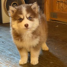 Chowder - Chocolate male Pomsky puppy in Mc Minnville, Oregon from West Coast Pomskies