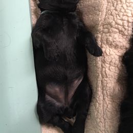 Black Russian Terrier and Cavalier King Charles Spaniel Puppies from Ocean Gem & Guardian Bears