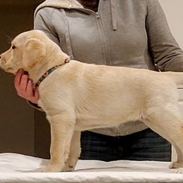 Beyonce - Yellow Labrador Retriever puppy in Deer Park, Washington from PFR Labradors