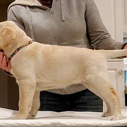 Beyonce - Yellow Labrador Retriever puppy in Deer Park, Washington from PFR Labradors