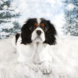 Pickles - Cavalier King Charles Spaniel