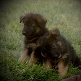 German Shepherd Puppies from Zwinger Vom Greifjäger