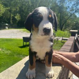Boy 3 - Black, white and red male Greater Swiss Mountain Dog puppy in Lower Burrell, Pennsylvania from Polyanna’s GSMD