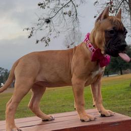 STORM - Fawn sable female American Bully puppy in Texas from TEXAS BULLY FAMILY